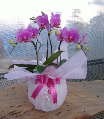 ギフトの胡蝶蘭