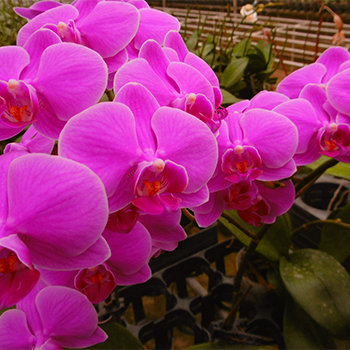 あかまる（赤丸）