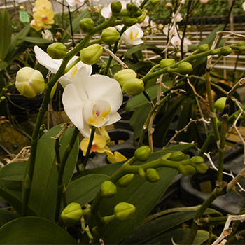 Phalaenopsis amabilis 2n