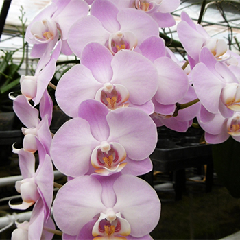 さくら乃（さくらの）