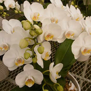 雪っ子（アマビリス）