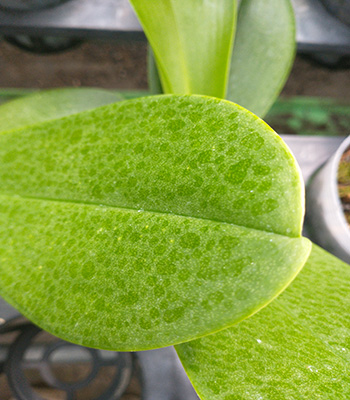 胡蝶蘭の葉から水