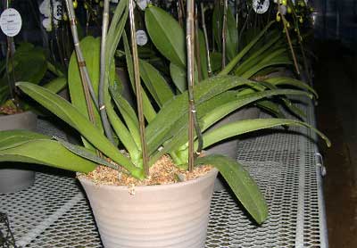 出荷前の胡蝶蘭