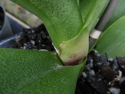 フザリューム病