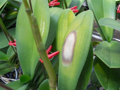 日焼けによる白化