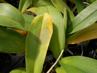 葉先の軟腐病 1