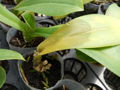 軟腐病により枯れた株