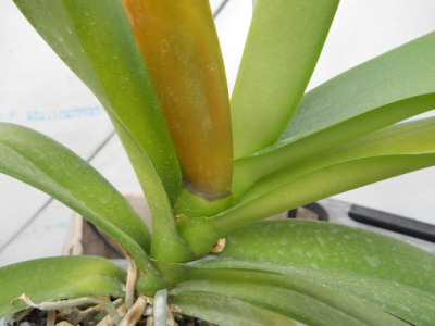 性質の異なる細菌病