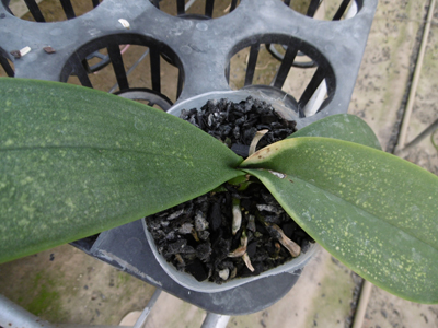 リゾクトニア、生長点