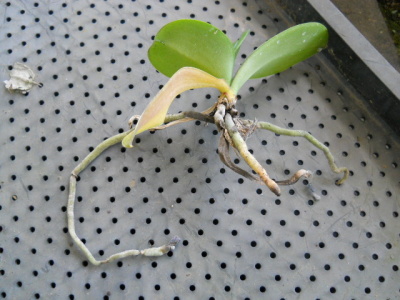 リゾクトニア、苗