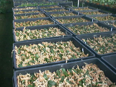 寄せ植えの胡蝶蘭