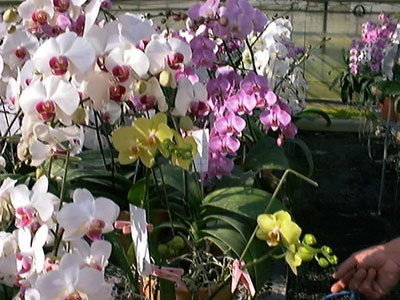 交配中の胡蝶蘭