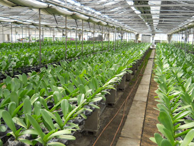 10.5cmポットの胡蝶蘭