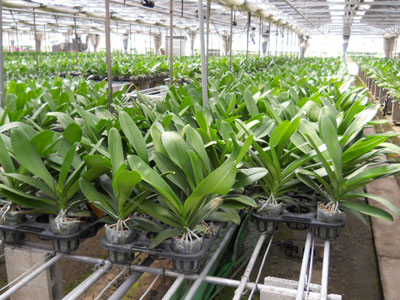 LLサイズの胡蝶蘭