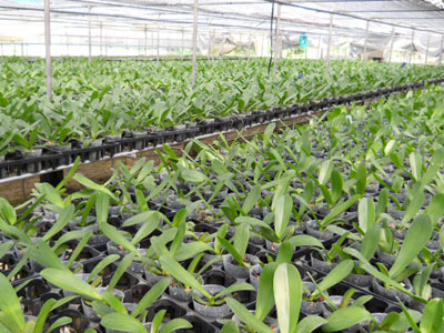 9cmポットの胡蝶蘭