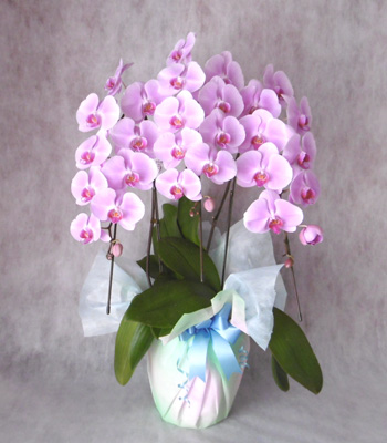 ピンクの大りん胡蝶蘭