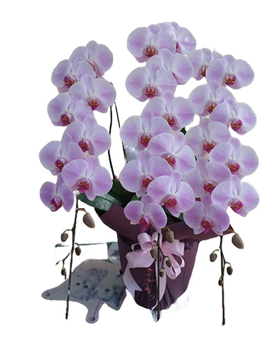 大りんピンク　３本立　ＬＬサイズ