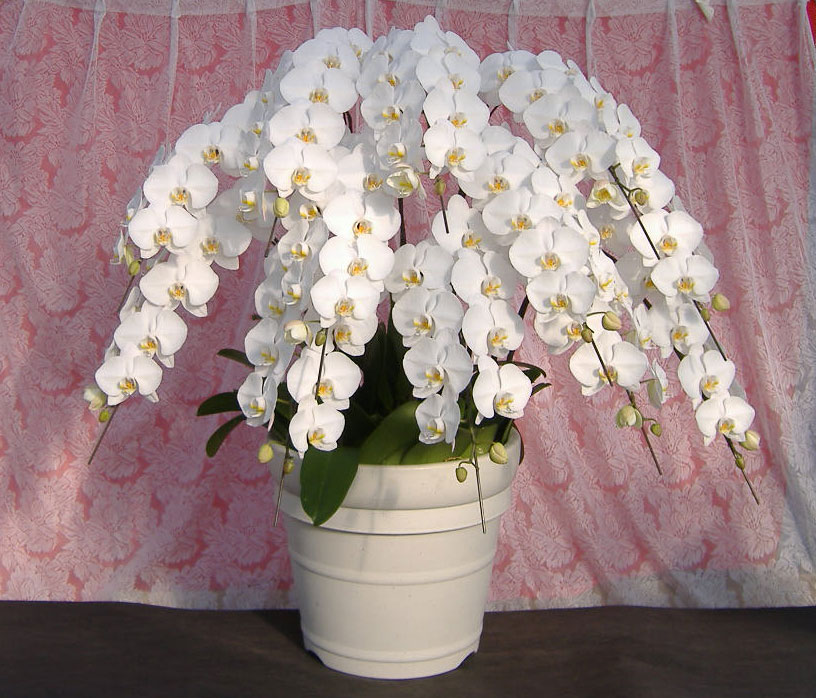 白胡蝶蘭12本立