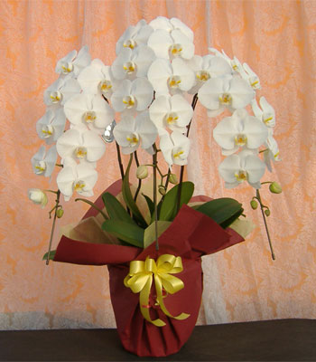 白の大りん胡蝶蘭