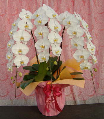 白の大輪胡蝶蘭3本立ち