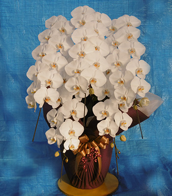 白の大りん胡蝶蘭５本立ち