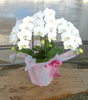 アマビリス３本立ち