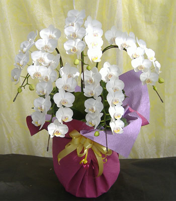 アマビリス5本立