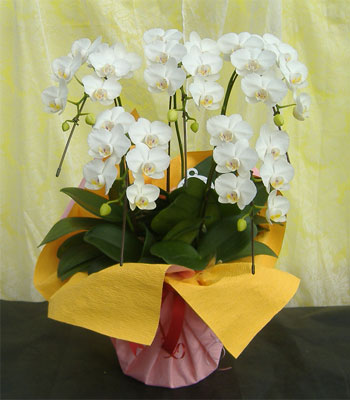 アマビリス5本立Ｌサイズ