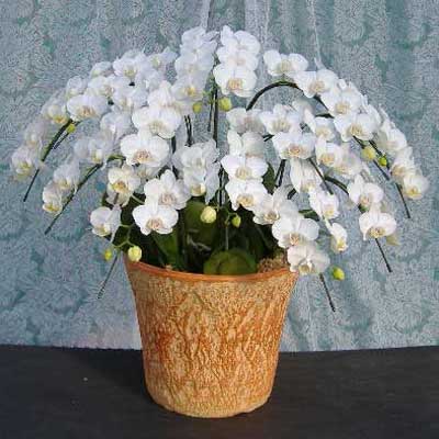 ミディ胡蝶蘭アマビリス12本立ち